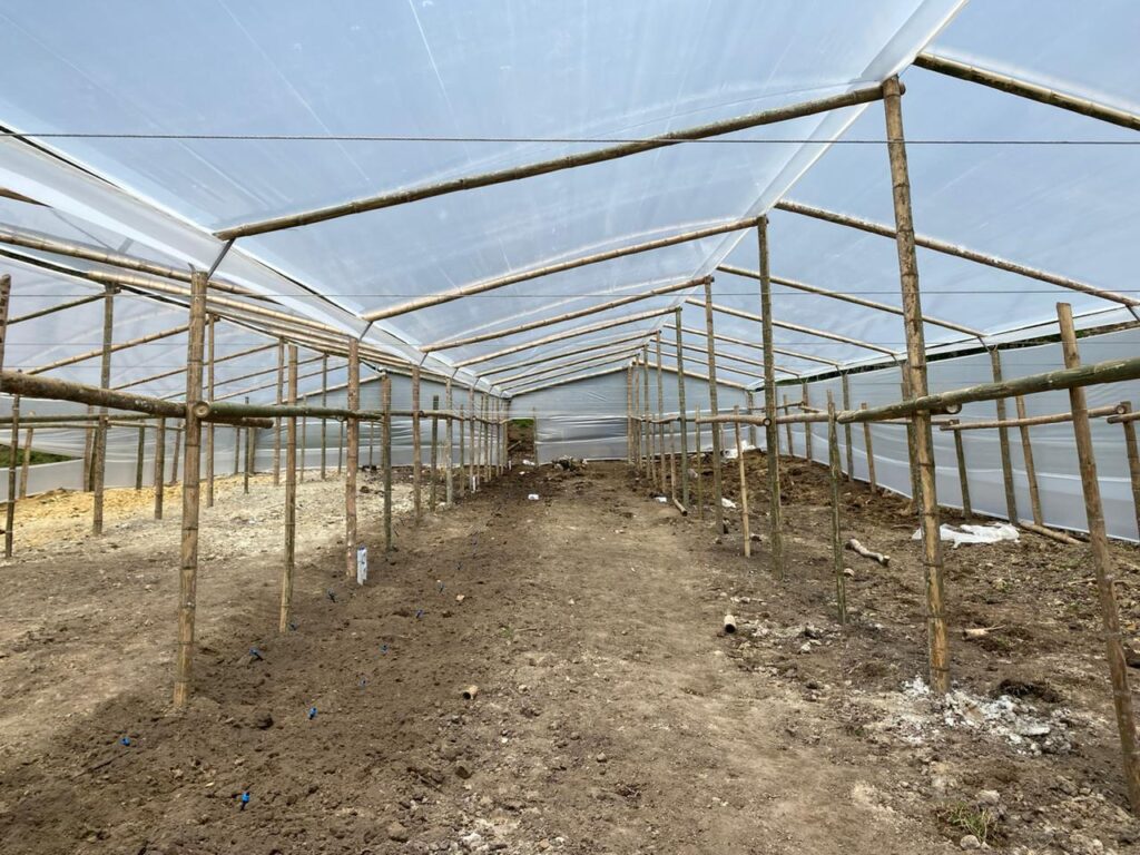 Invernaderos en guadua Resistentes económicos y sostenibles en Colombia